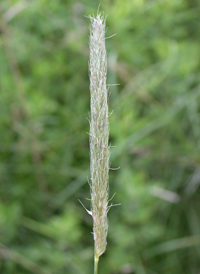 Slender Foxtail