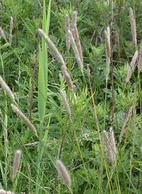 Slender Foxtail