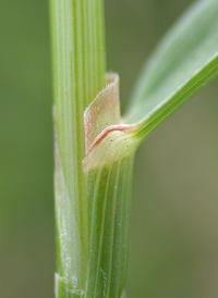 Slender Foxtail