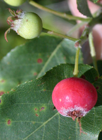 Oblong-leaved Juneberry