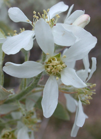 Oblong-leaved Juneberry