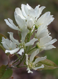 Running Juneberry