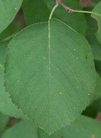 Running Juneberry