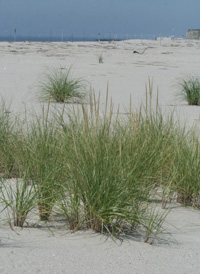 American Beach-grass