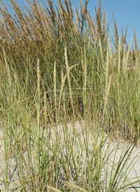 American Beach-grass