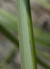 American Beach-grass