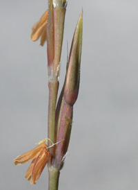 Forked Beard-grass