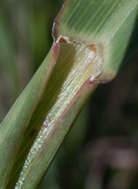 Forked Beard-grass