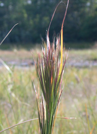 Broomhead Beard-grass