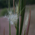 Virginia Beard-grass Virginia Beard-grass