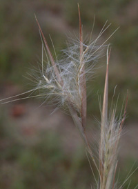 Virginia Beard-grass