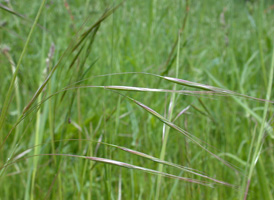 Barren Brome