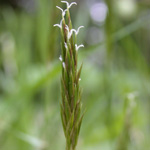 Sweet Vernal-grass Sweet Vernal-grass