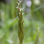 Sweet Vernal-grass