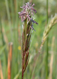 Sweet Vernal-grass