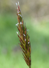 Sweet Vernal-grass