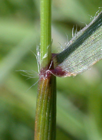 Sweet Vernal-grass