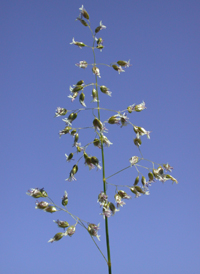 Northern Sweet-grass
