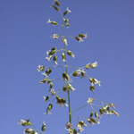 Northern Sweet-grass Northern Sweet-grass