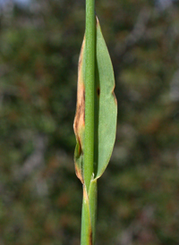 Northern Sweet-grass