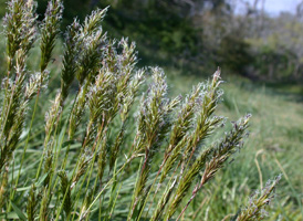 Sweet Vernal-grass