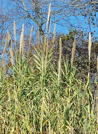 Giant Reed