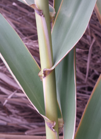 Giant Reed