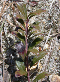 Bearberry