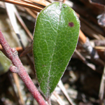 Bearberry Bearberry
