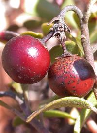 Bearberry