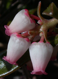 Bearberry