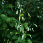 Wild-oat