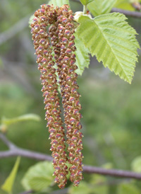 River Birch