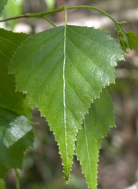 Gray Birch