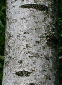 Gray Birch