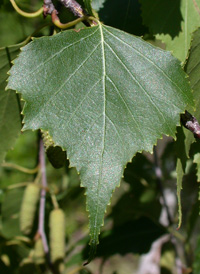 Gray Birch