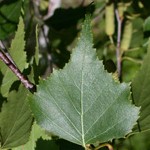 Gray Birch Gray Birch