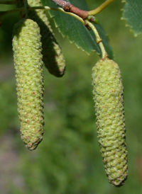 Gray Birch