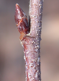 Gray Birch