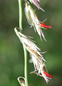 Side-oats Grama