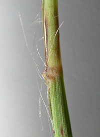 Side-oats Grama