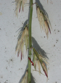 Side-oats Grama