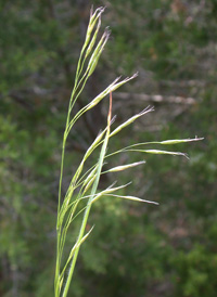 Field Brome