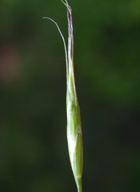 Field Brome