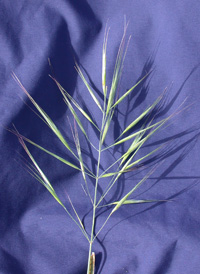 Great Brome