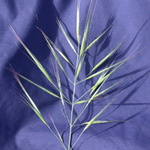 Great Brome Great Brome