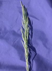 Hungarian Brome