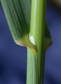 Hungarian Brome