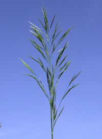 Hungarian Brome