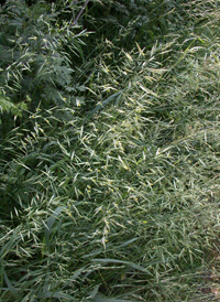 Hungarian Brome